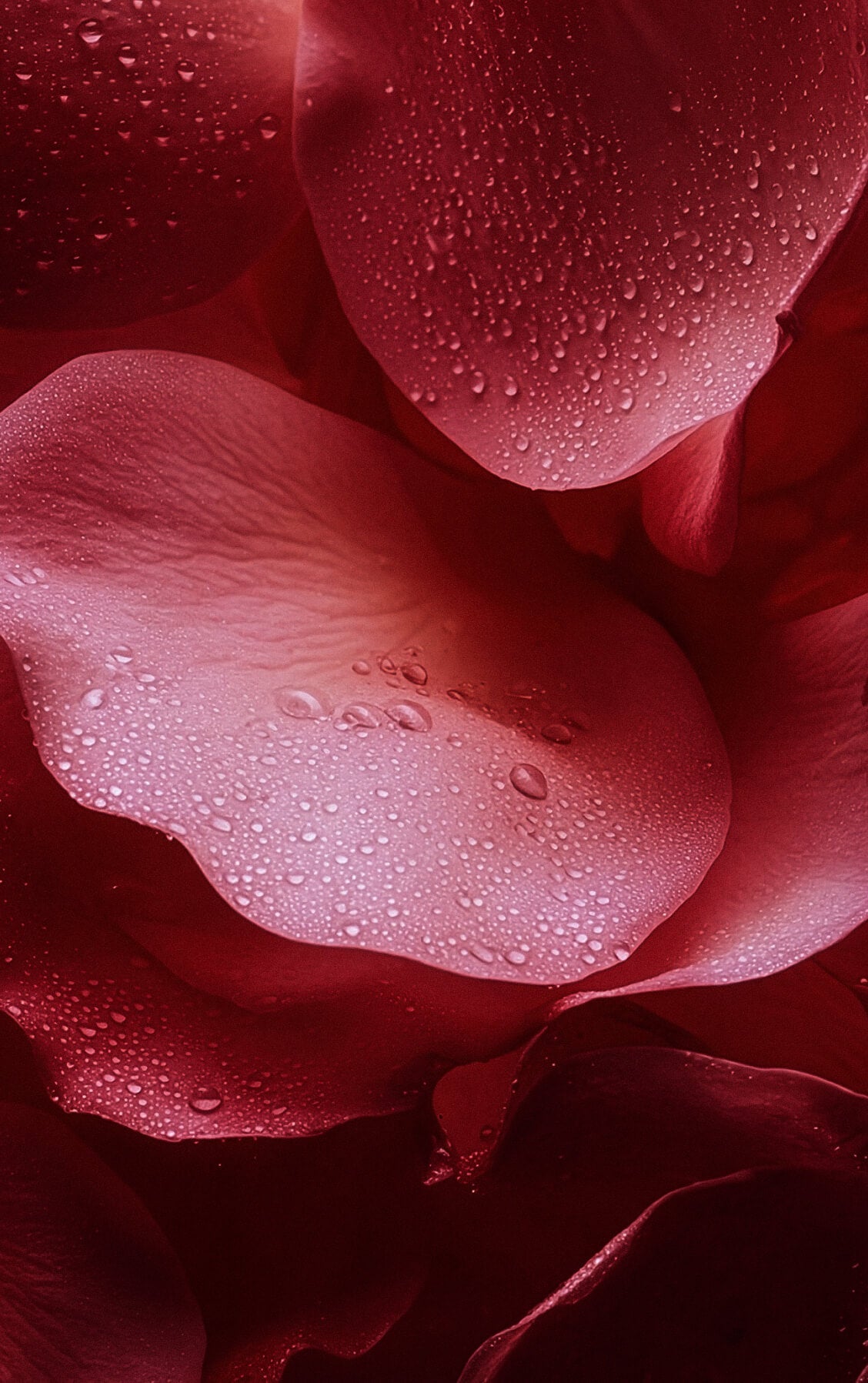 Le Duo Nacré Parfumé - Rose Mystik