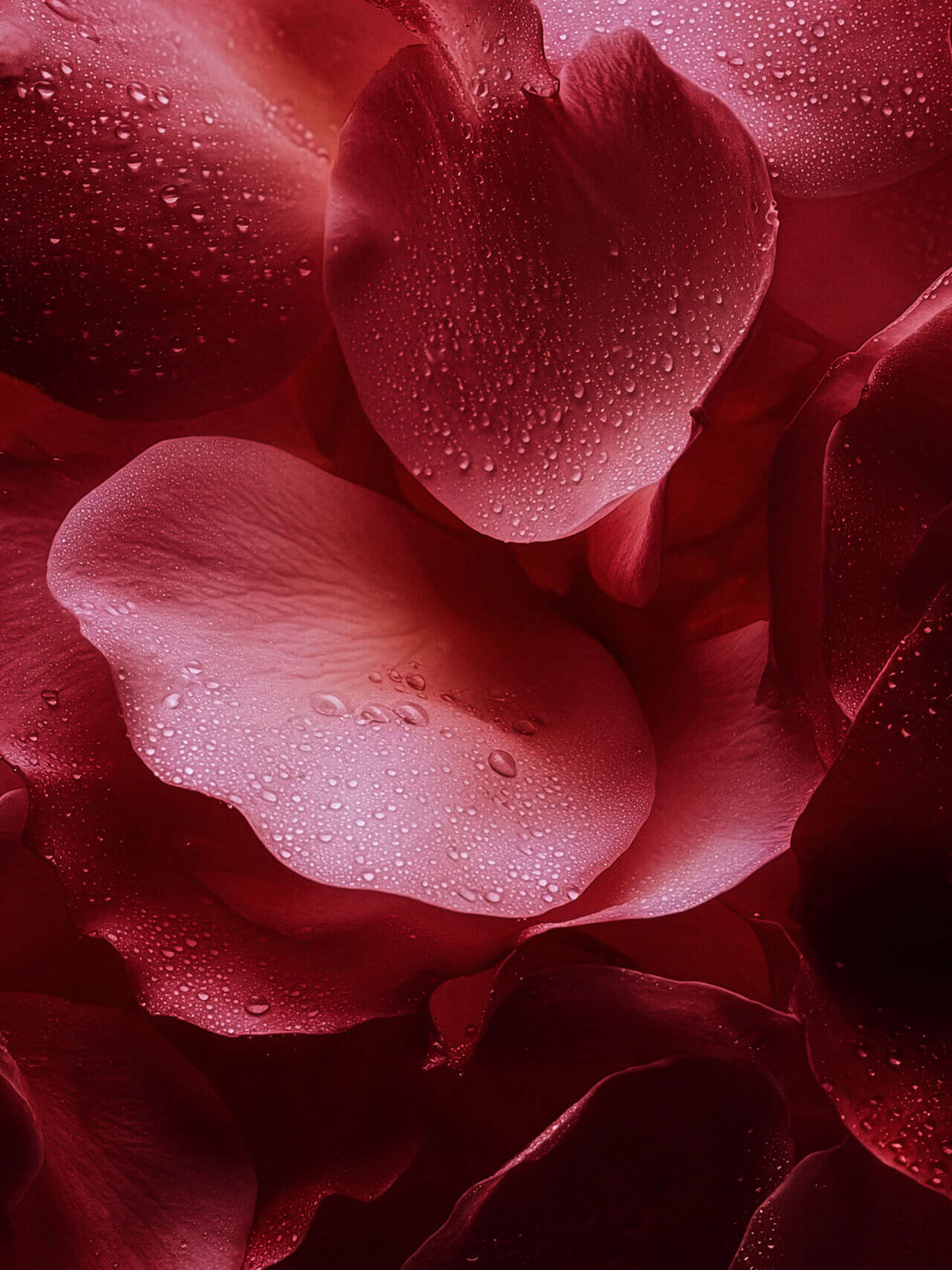 Le Duo Confort - Rose Mystik